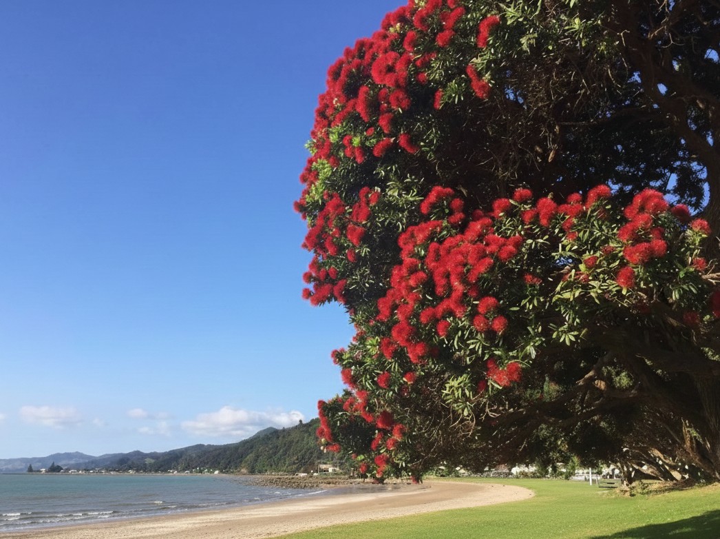 pohutokawa for newsletter